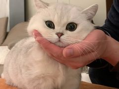 -北京观赏动物医院·24小时大型综合·猫专科·异宠专科