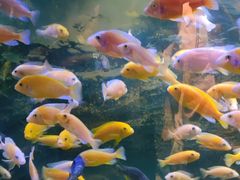 -沙沙哗啦海洋馆(华宇百花谷店)