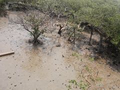 -北海金海湾红树林生态旅游区