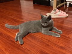 -猫大福·Fortune Cat猫舍(百子湾店)