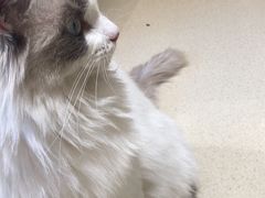 -藏猫猫咖啡主题馆(中央大道店)