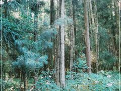 -武陵山森林公园