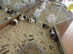 -未来动物城主题公园(正弘城店)