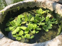 -老木棉·匠园