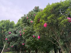 -洋湖国家湿地公园