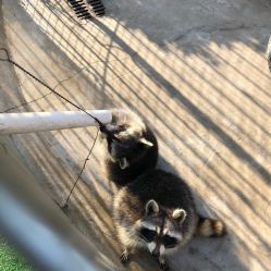 点击看大图 -萌宠亲子动物乐园(槐房万达店)