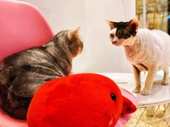 -momokira米努特·德文卷毛猫·棉花面纱犬