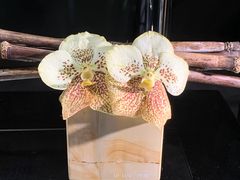 -蒙特拿破仑大街