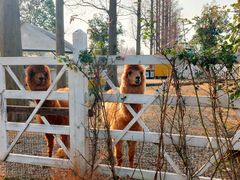 -前小桔亲子创意农场·草莓采摘·露营烧烤