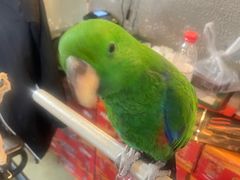 -石锅苗苗鱼(武汉首店)