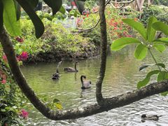 -海南热带野生动植物园