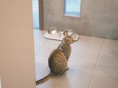 -Again Coffee Roaster(香蜜湖店)