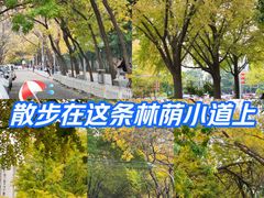 -三里屯东五街银杏大道