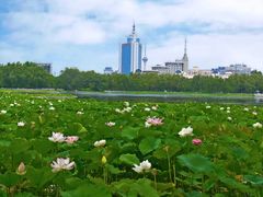 -莲花池公园