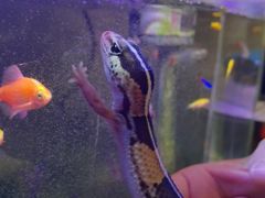 -酷以爬仙阁实体爬宠店·守宫·蜥蜴·专业繁育