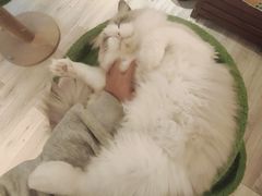 -有猫咖啡umeow coffee