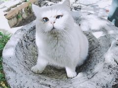 -喵屿·大理花园猫咖