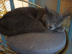 -喵屿·大理花园猫咖