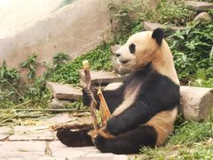 -中国大熊猫保护研究中心雅安碧峰峡基地