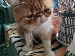 -平行世界·猫咖(首经贸店)