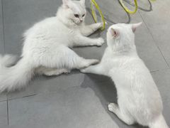 -Heymao猫咖.咖啡厅(东门店)