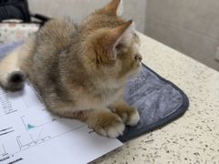 -动物缘宠物医院·骨科·猫科(西二环店)