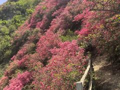 -木兰云雾山