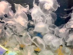 -海合安成都极地海洋公园