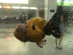 -福州长乐国际机场