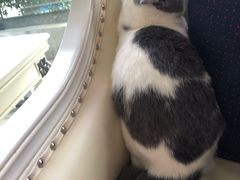 -宠爱国际动物医院· 猫科· 外科·中兽医(长白店)