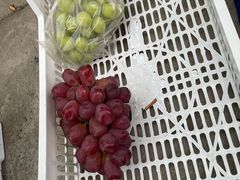 -马陆小张葡萄园农家乐