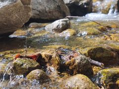-秦岭终南山世界地质公园翠华山景区