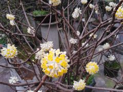 -金科花卉市场