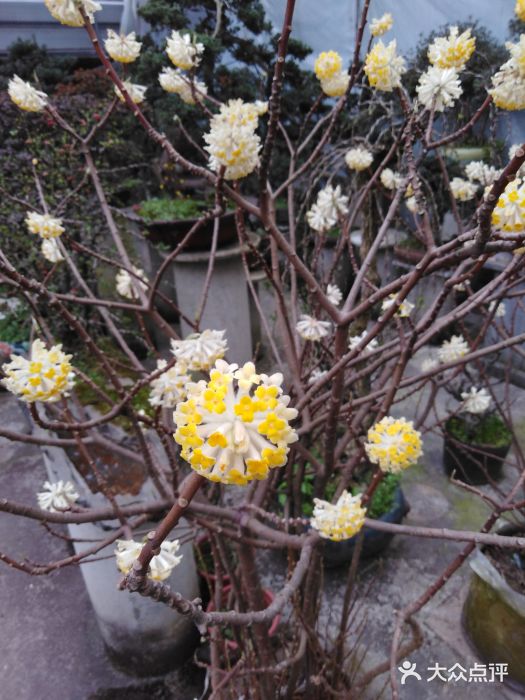 金科花卉市场图片