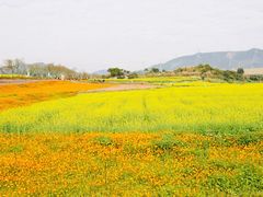 -光明小镇欢乐田园