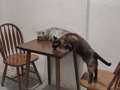 -猫友咖啡店(玉林西路店)