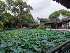 -上海醉白池公园
