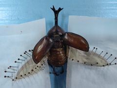 -上海昆虫博物馆