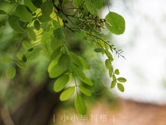 -湘子庙
