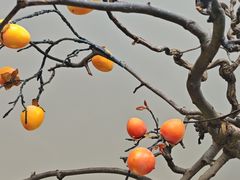 -杏花堂晋商私房菜(华熙五棵松店)