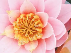 -花开海上生态园