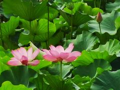 -上海市保健医疗中心