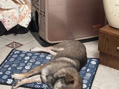 -宠物星动物医院·眼科·异宠·猫科(江南大道总院)