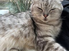-猫咪派对(江南西店)