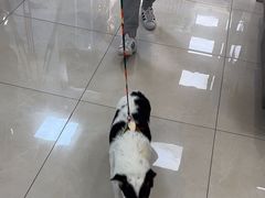 -北京观赏动物医院·24小时大型综合·猫专科·异宠专科