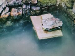 -东天目山风景区