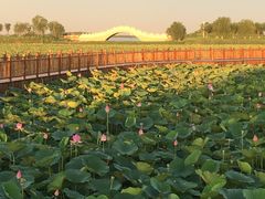 -天津东丽湖风景区