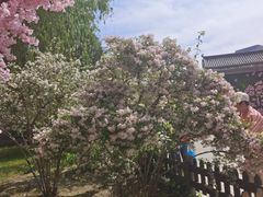 -莲花池公园