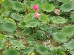 -荷兰花海