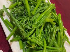 佛手瓜苗-粤北餐馆